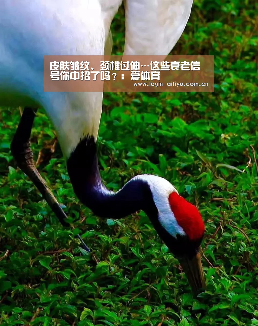 皮肤皱纹、颈椎过伸…这些衰老信号你中招了吗?:爱体育(图3) 爱体育